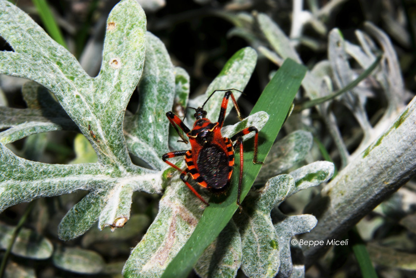 Rhynocoris sp.